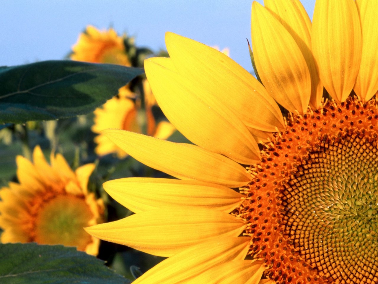 sunflowers-in-nebraska_1280x960